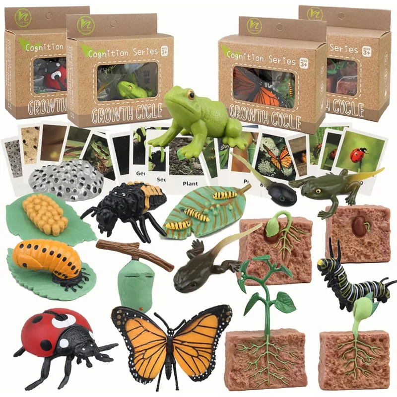 Color: Sky blue - Montessori Life Cycle Animal Figures With Flash Cards Educational Matching Game Creative Biology Model Learning Teaching Aids