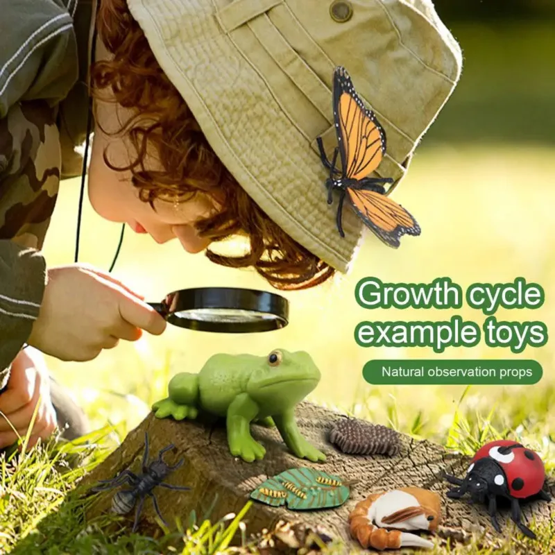 Color: Sky blue - Montessori Life Cycle Animal Figures With Flash Cards Educational Matching Game Creative Biology Model Learning Teaching Aids