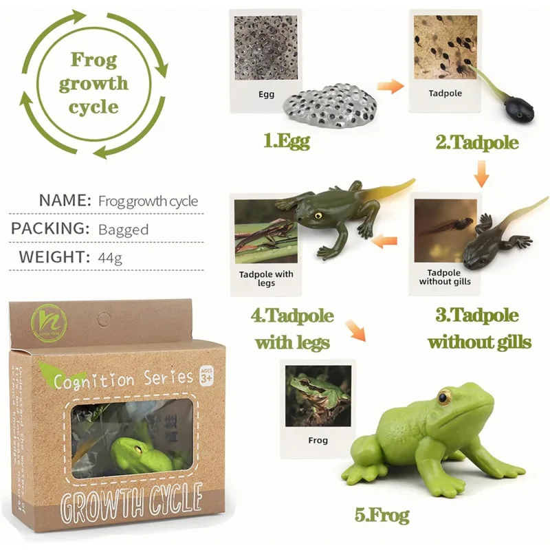 Color: Sky blue - Montessori Life Cycle Animal Figures With Flash Cards Educational Matching Game Creative Biology Model Learning Teaching Aids