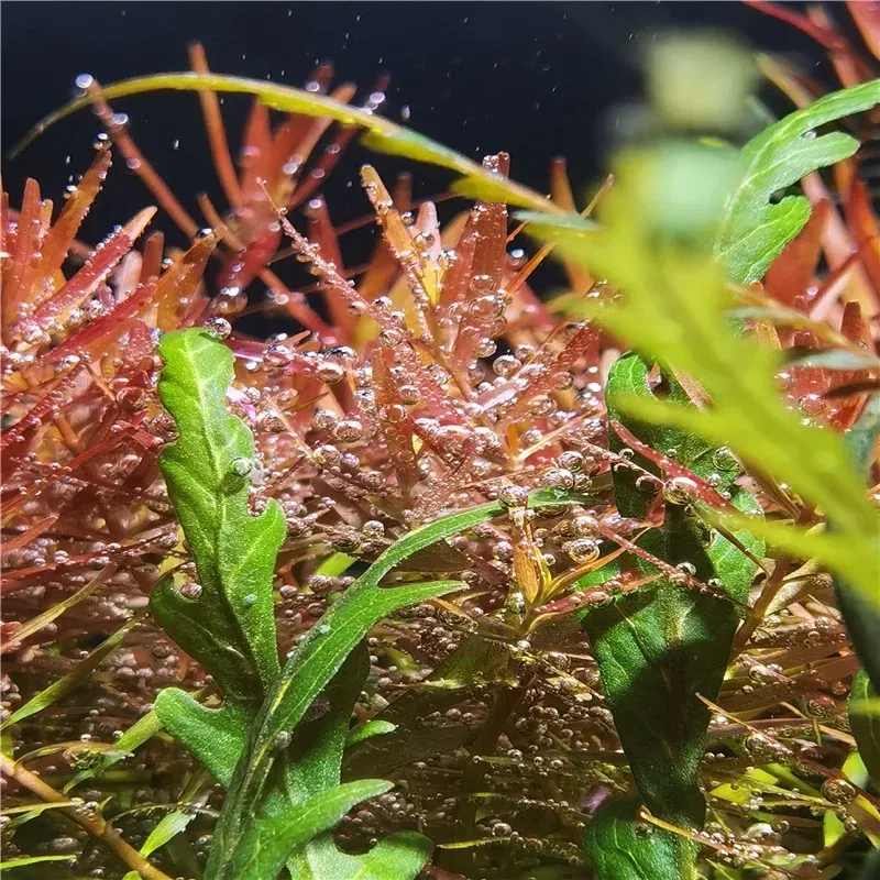 Color: Red - New Aquarium LED Water Grass Lamp WRGB Full Spectrum Explosive Algae Downlight for Native Stream Fish Tank 8500K 25/35/65W