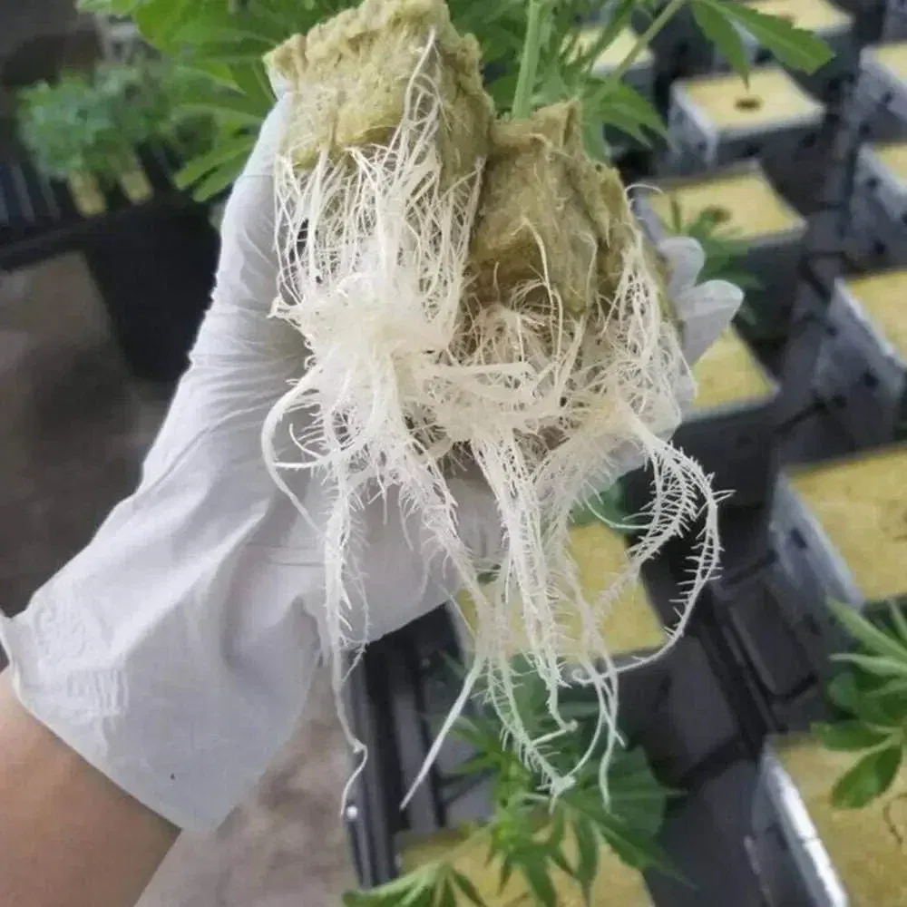 Color: Red - Stonewool Hydroponic Grow Media Cubes Plant Cube Soilless Substrate Seeded Planting Spong Plug Seedling Block Garden Tools