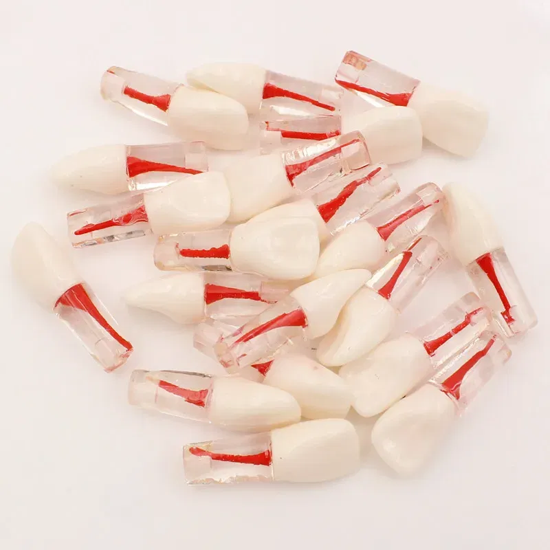 Color: Brown - 10Pc Dental Tooth Model Endodontic Root Canal Block RCT Practice Pulp Cavity Dentistry Replace Resin Teeth Endo Training Student