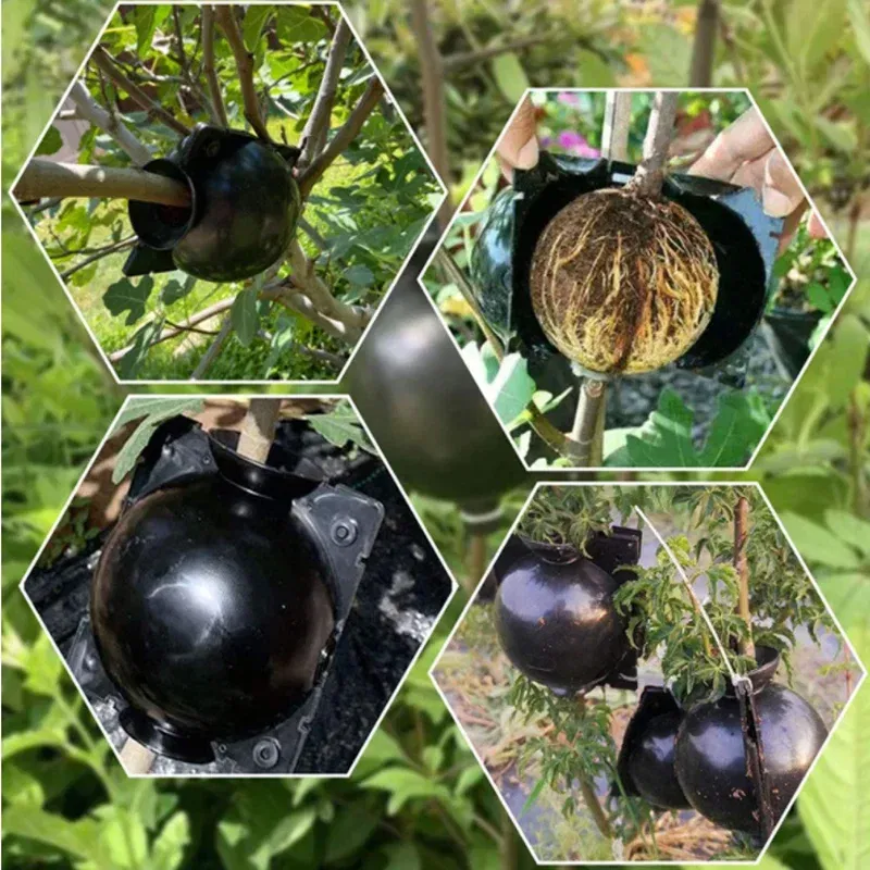 Color: GRAY - 6pc Plant Rooting Ball S-l High Pressure Graft Breeding Case Nursery Box Propagation Plant Root Pot Garden Accessories