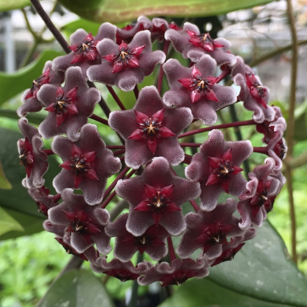 Hoya Pubicalyx - Royal Hawaiian Purple