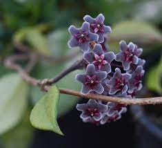 Hoya Pubicalyx - Royal Hawaiian Purple