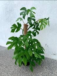 Philodendron Minima