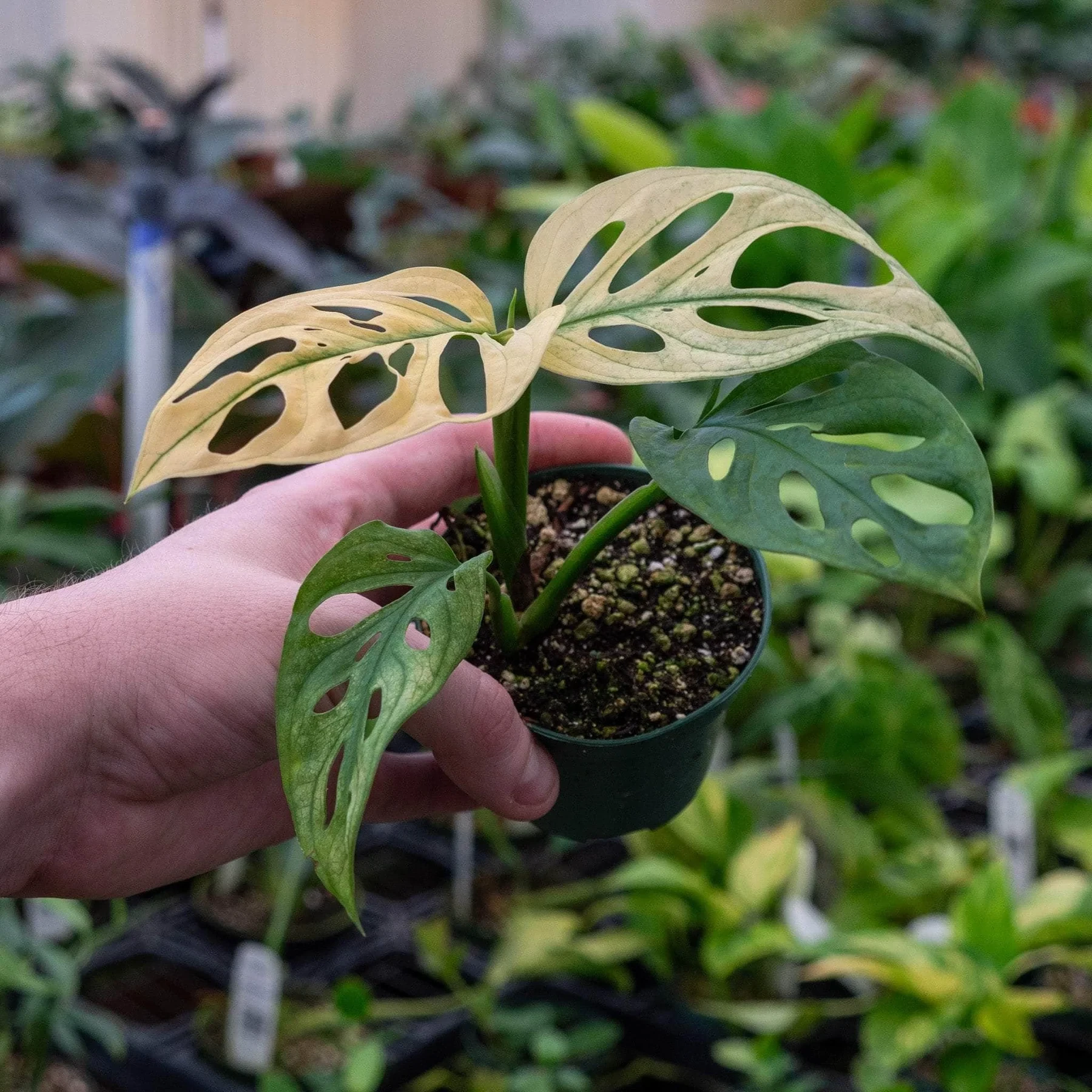 Monstera Adansonii Variegata