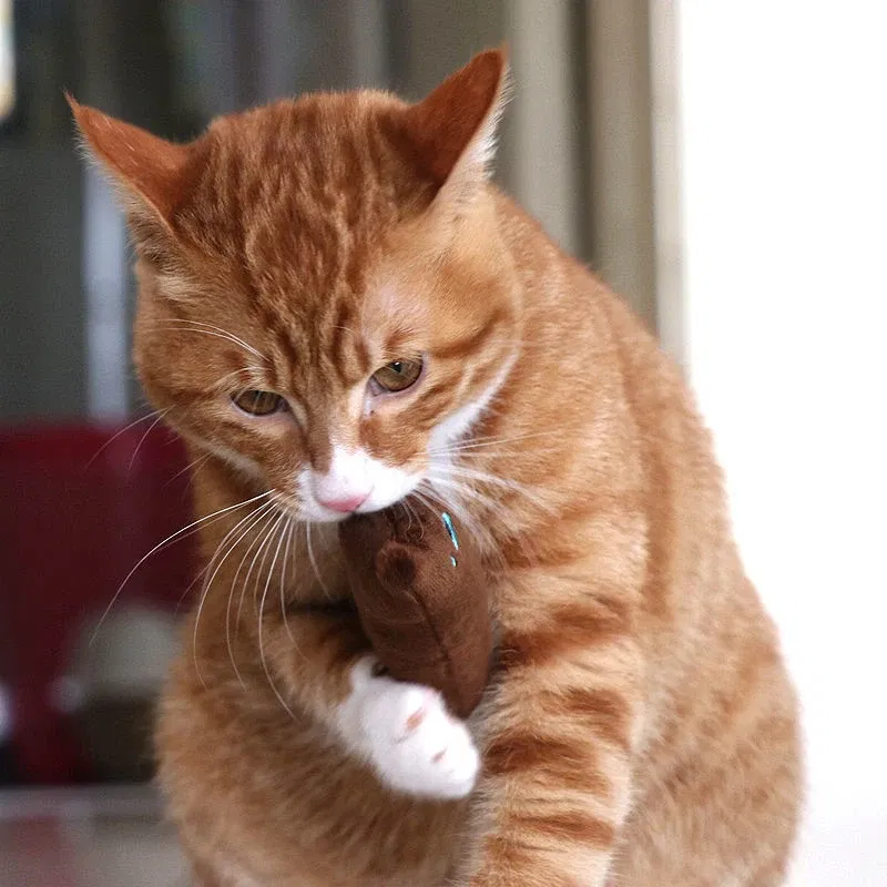 Color: black, Ships From: CHINA - 2022 Catnip Toys Funny Interactive Plush Teeth Grinding Cat Toy Kitten Chewing Toy Claws Thumb Bite Cat Mint Pets Accessories