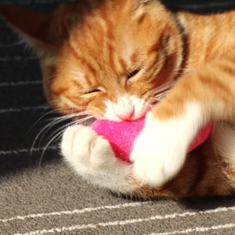 Color: black, Ships From: CHINA - 2022 Catnip Toys Funny Interactive Plush Teeth Grinding Cat Toy Kitten Chewing Toy Claws Thumb Bite Cat Mint Pets Accessories