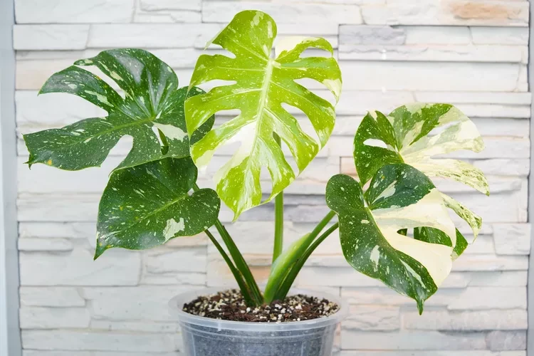Monstera Thai Constellation
