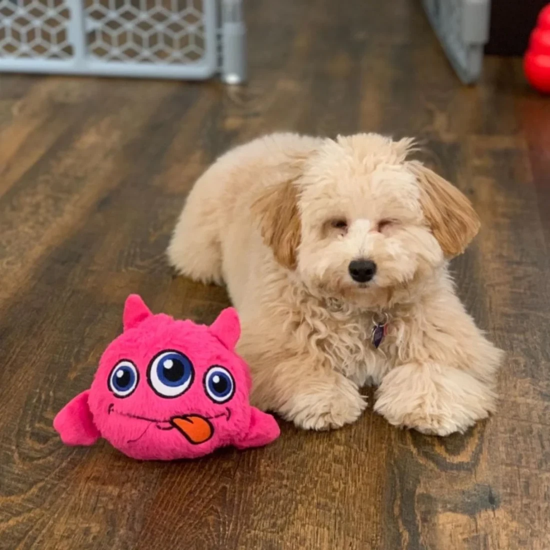 Interactive Dog Toy