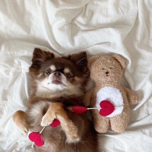 Pocket Love Tibetan Food Bear Toy Sleeping Dog