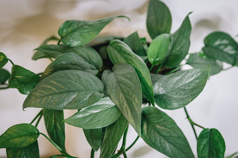 Cebu blue pothos