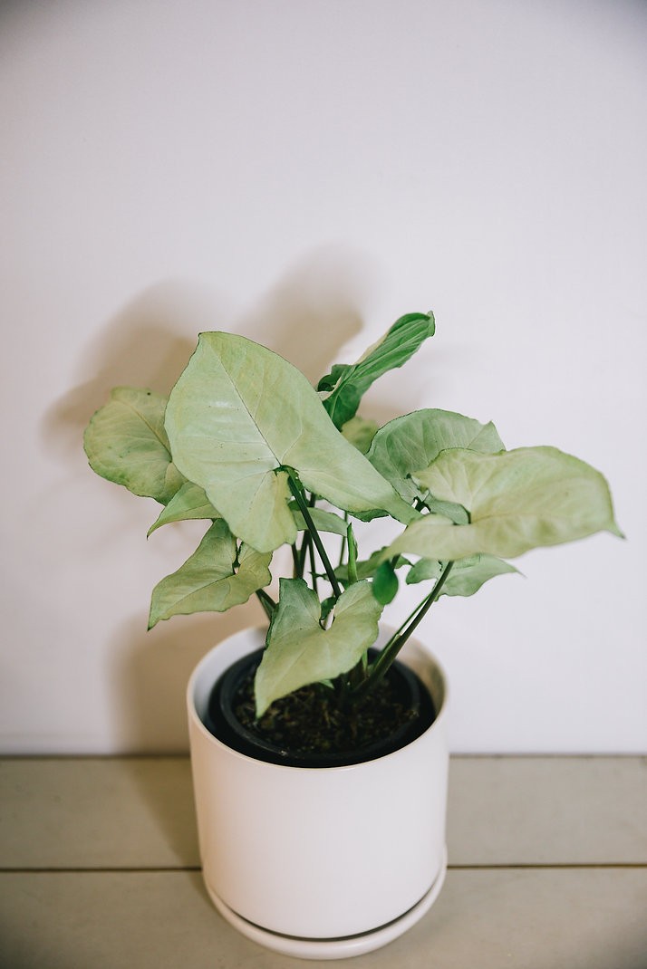 Syngonium Holly