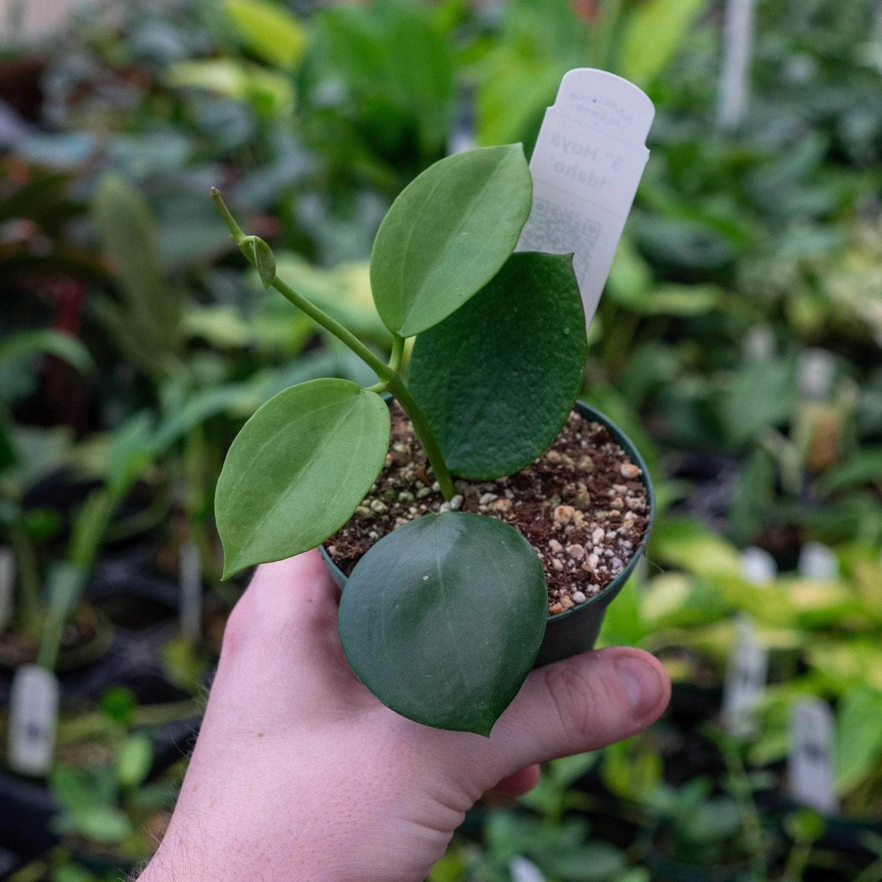 Hoya Idaho