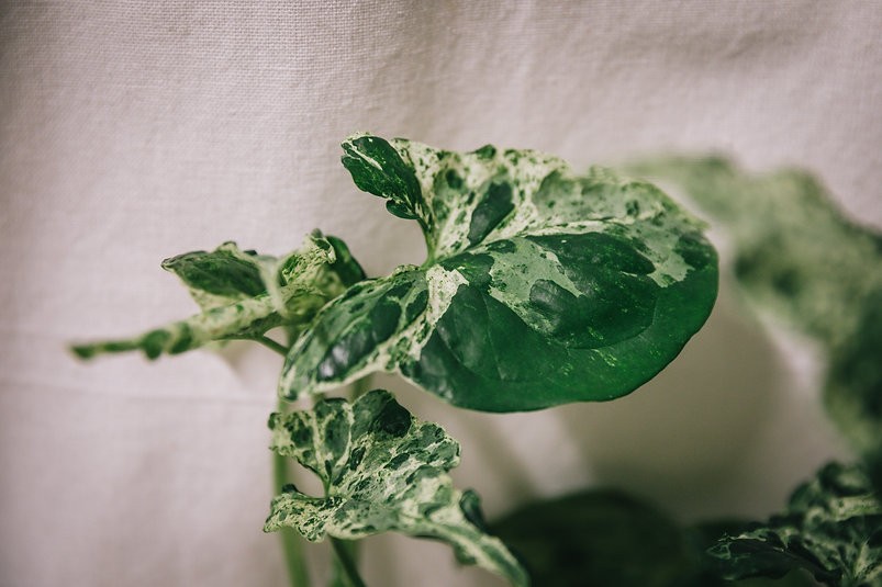 Syngonium mojito