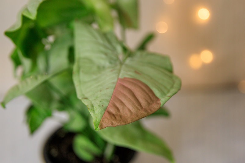 Syngonium Confetti