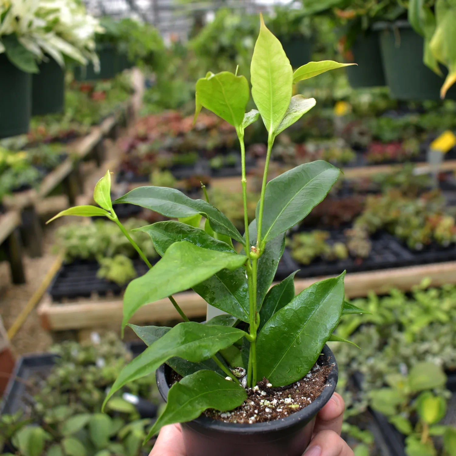Hoya Odorata