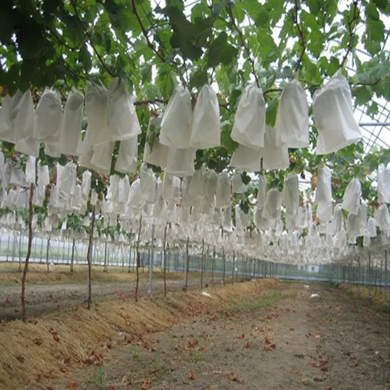 Fruit Cover