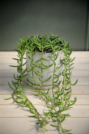 String of Fishhooks