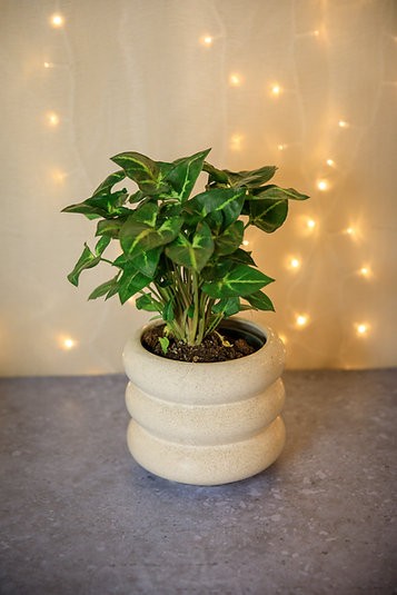 Milan curved cover pot