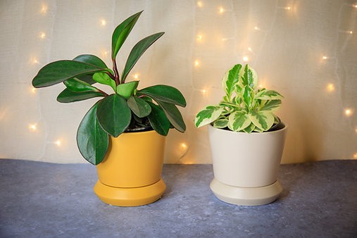 Hamburg Planter
