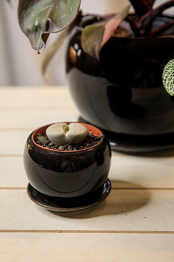 Round ceramic planters