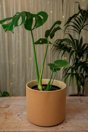 The Fot Pot