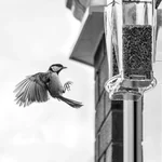 Arch Window Bird Feeder