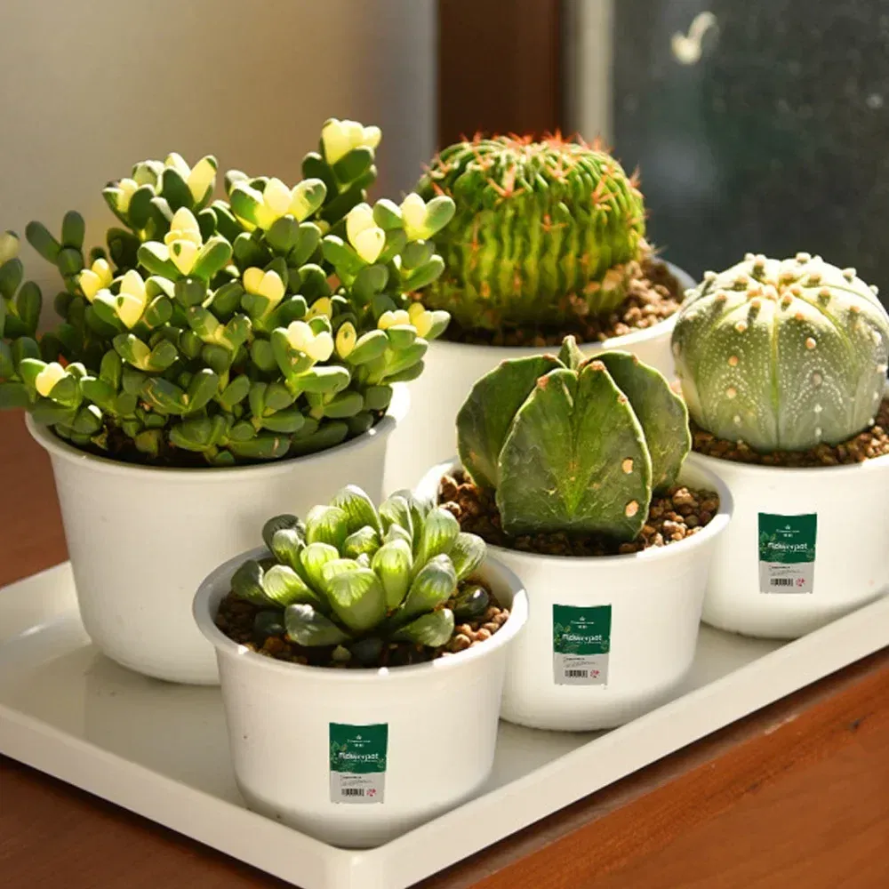 Color: Light Grey, Sheet Size: S - OIMG Plastic Round Thick Imitation Ceramic Household Indoor Planting Fleshy Green Fruit and Vegetable Resin Plastic Flower Pot
