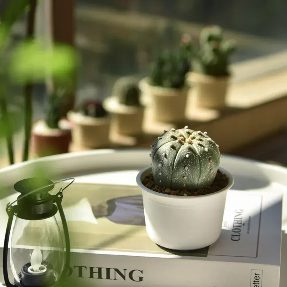 Color: Light Grey, Sheet Size: S - OIMG Plastic Round Thick Imitation Ceramic Household Indoor Planting Fleshy Green Fruit and Vegetable Resin Plastic Flower Pot