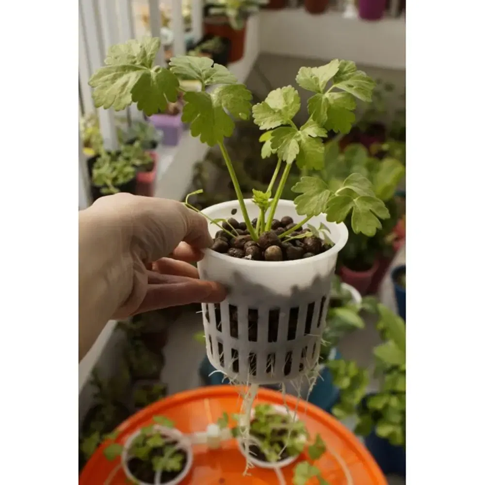 Color: WHITE - Heavy Duty Hydroponic Mesh Pot Net Cup Basket Hydroponic Aeroponic Vegetable Plant Soilless Cultivation Basket 108*98mm