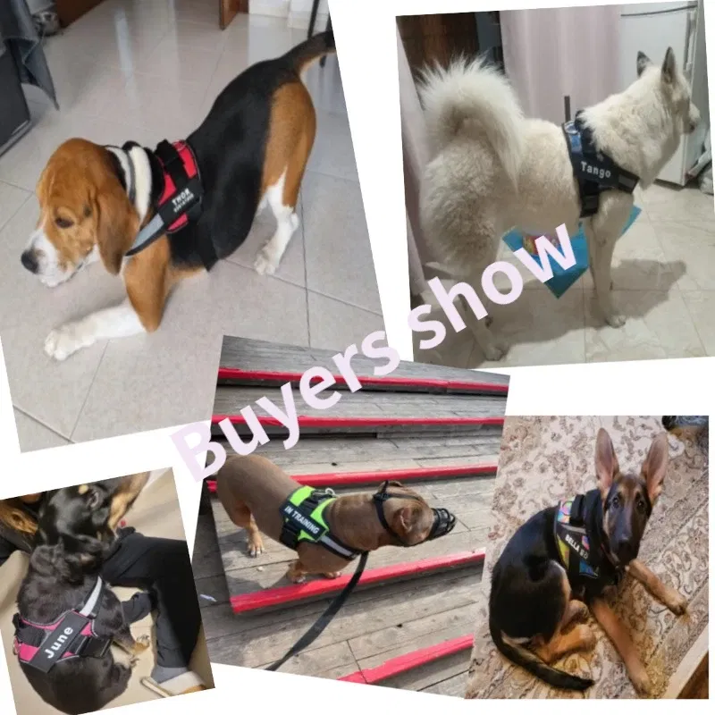 Color: Blue, Size: L - Custom Dog Harness Reflective and Breathable Adjustable Tank Top Free Personalized  Name Label Pet leash Set