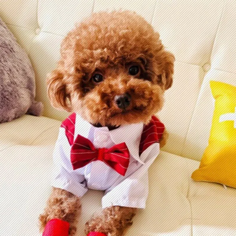 Color: Black, Size: 5XL - Dog Gentleman Wedding Suit Clothes Dog Suit Bow Tie Clothes Halloween Christmas Costume For Small Dogs Teddy Bulldog